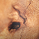 Sección de uno de los árboles Kauri que estudian en Australia.